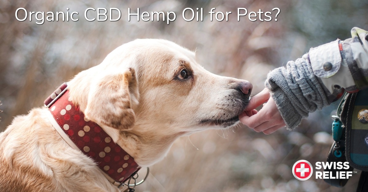 organic cbd hemp oil for pets, pure cbd tincture reviews, how to use cbd tincture, order cbd hemp oil, buy pure cbd oil, affordable cbd edibles florida